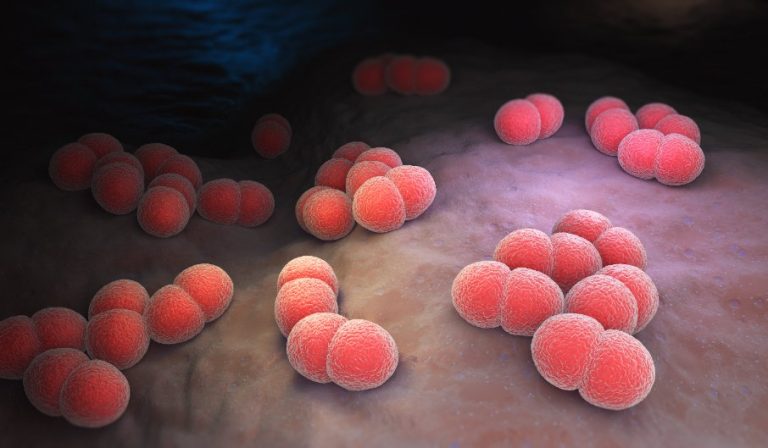Infections invasives à méningocoque : clinique, traitement, prévention