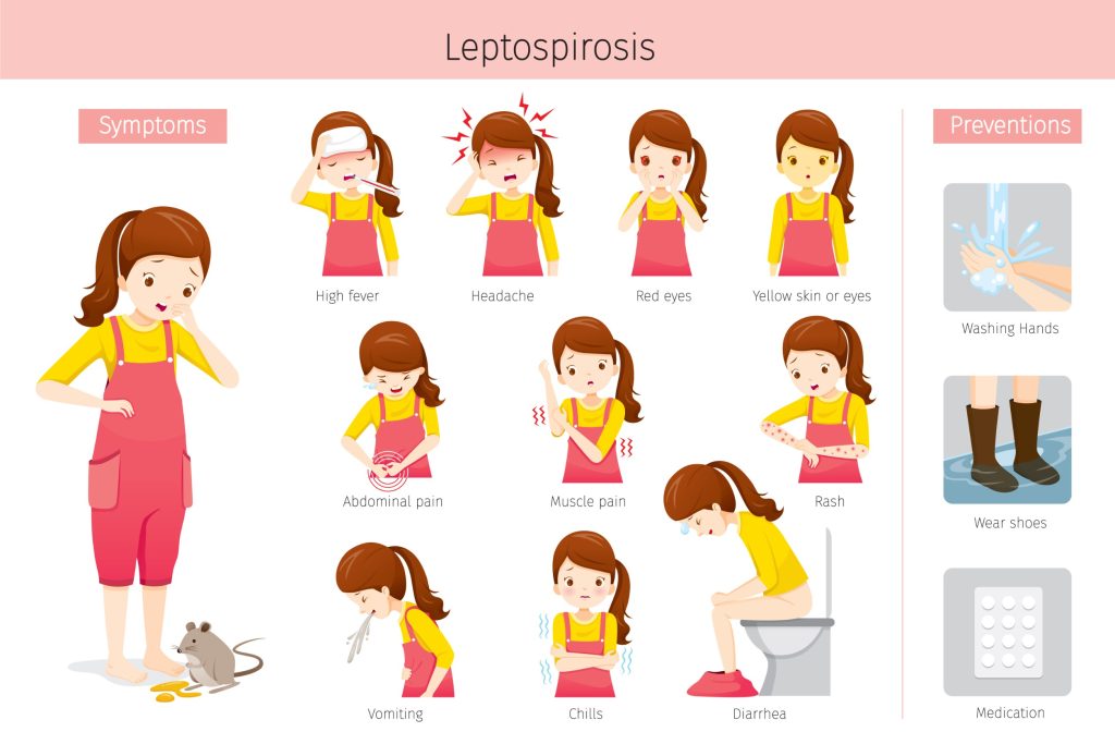 La Leptospirose : causes, symptômes et traitements