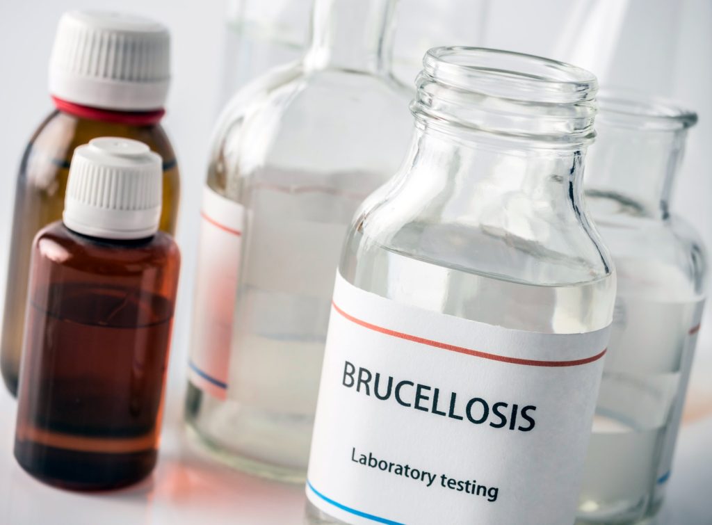 Brucellose : causes, symptômes et traitements
