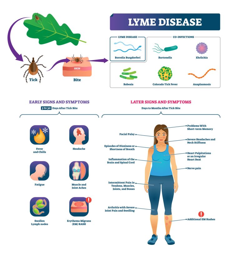 Comment traiter et prévenir la maladie de Lyme?