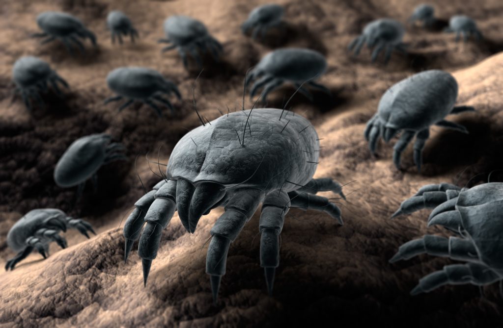 Comment traiter une ALLERGIE AUX ACARIENS?