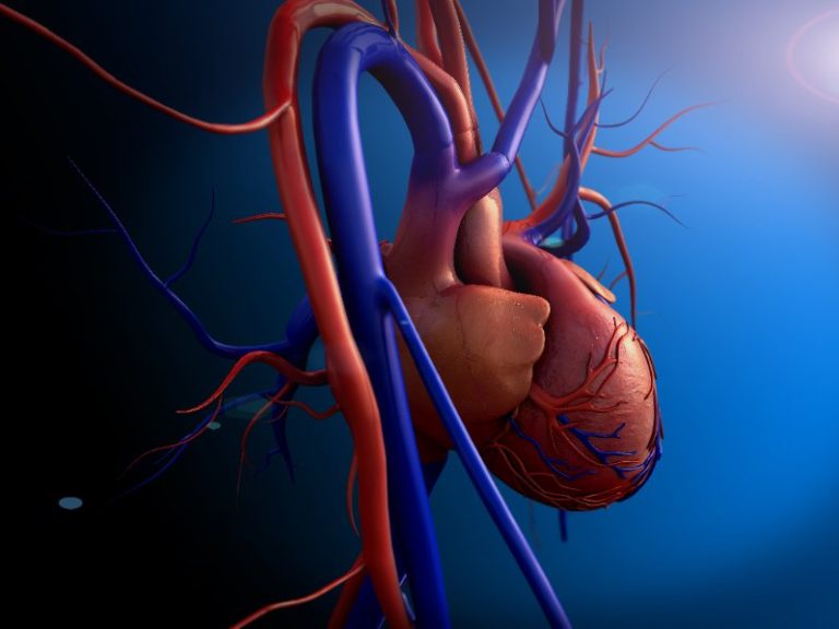 Anatomie cardiaque simplifiée : structure externe et interne, réseau coronaire, tissu nodal