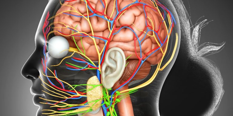 Nerf pneumogastrique : Anatomie, fonctions et pathologies