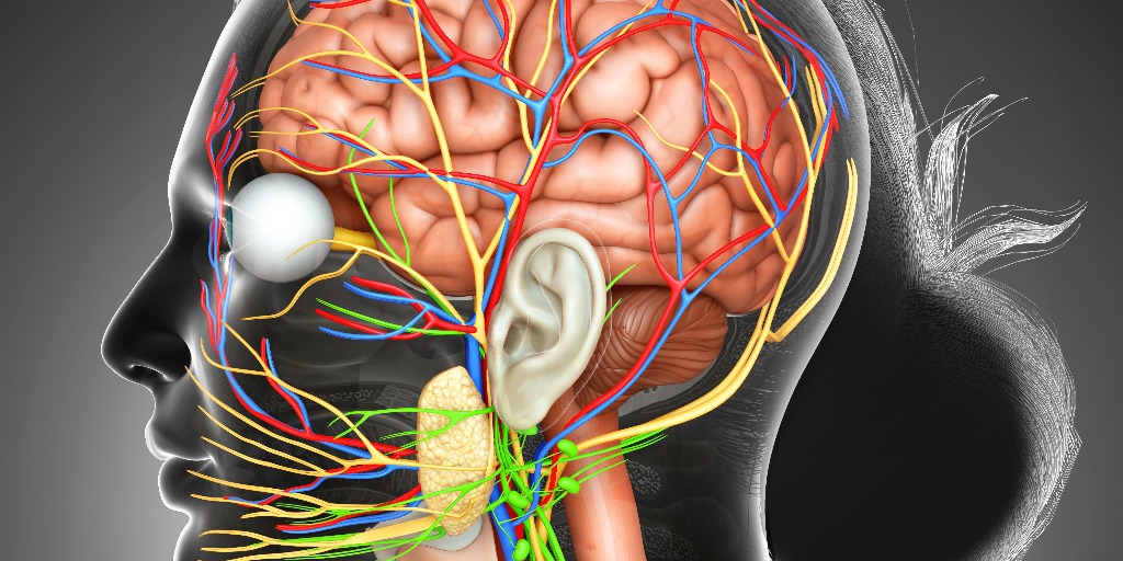 Nerf pneumogastrique : Anatomie, fonctions et pathologies