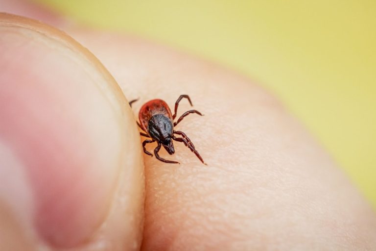 Maladie de Lyme : risques pour la grossesse