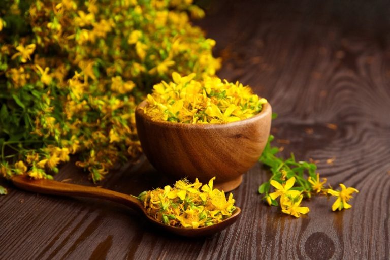 Millepertuis ou Hypericum perforatum : propriétés, bienfaits et effets secondaires