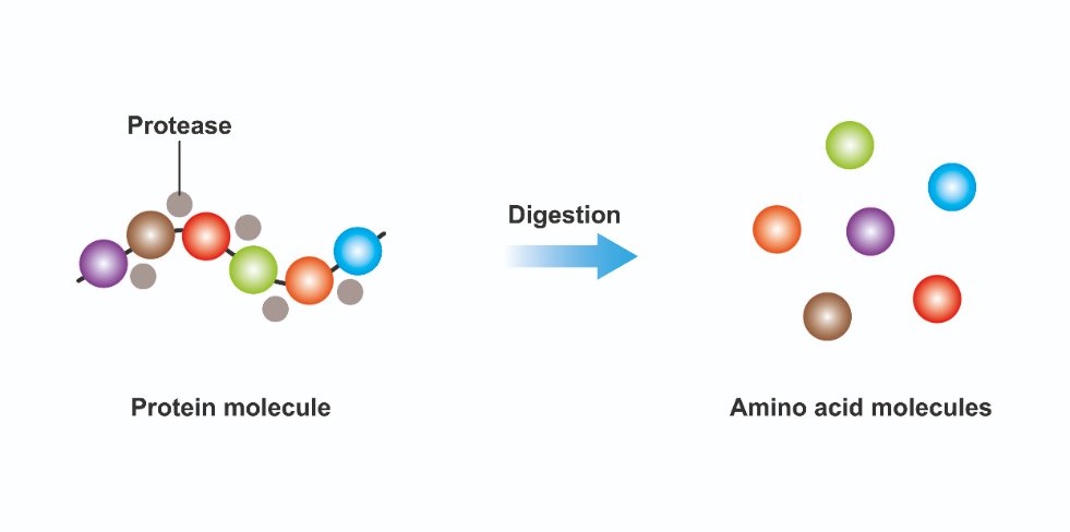 Les états d’inhibition : causes, prévention, traitement