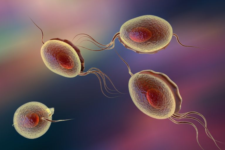 Le trichomonas vaginalis : causes, symptômes et traitements