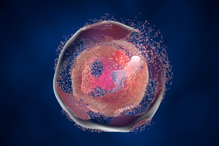 Apoptose : causes, rôles, déroulement et conséquences