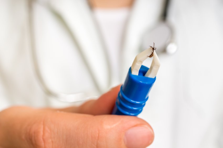 Maladie de Lyme : causes, signes, traitements