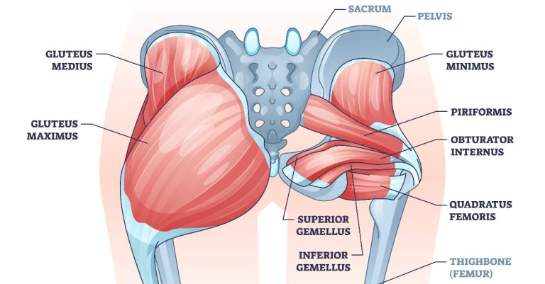 Anatomie des muscles fessiers : présentation, pathologies et traitement