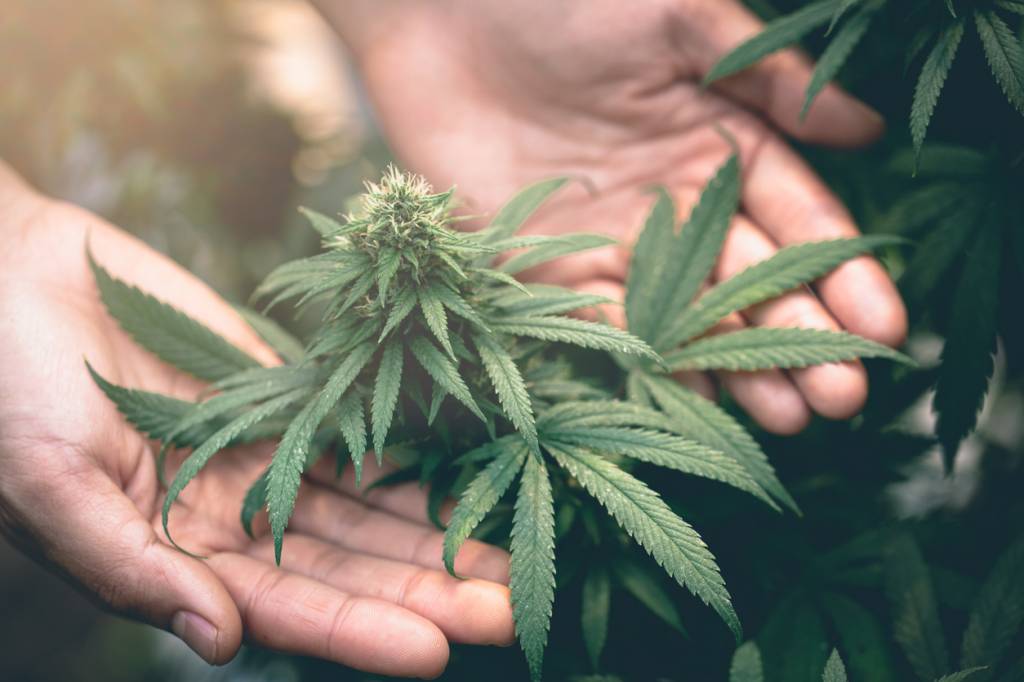 fleurs de CBD