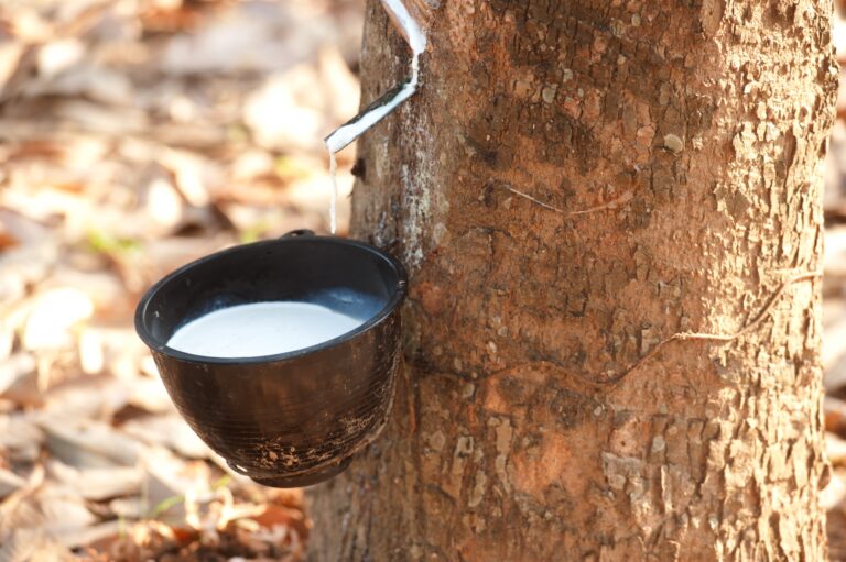 Eau d'érable coulant de l'arbre