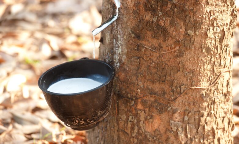 Eau d'érable coulant de l'arbre