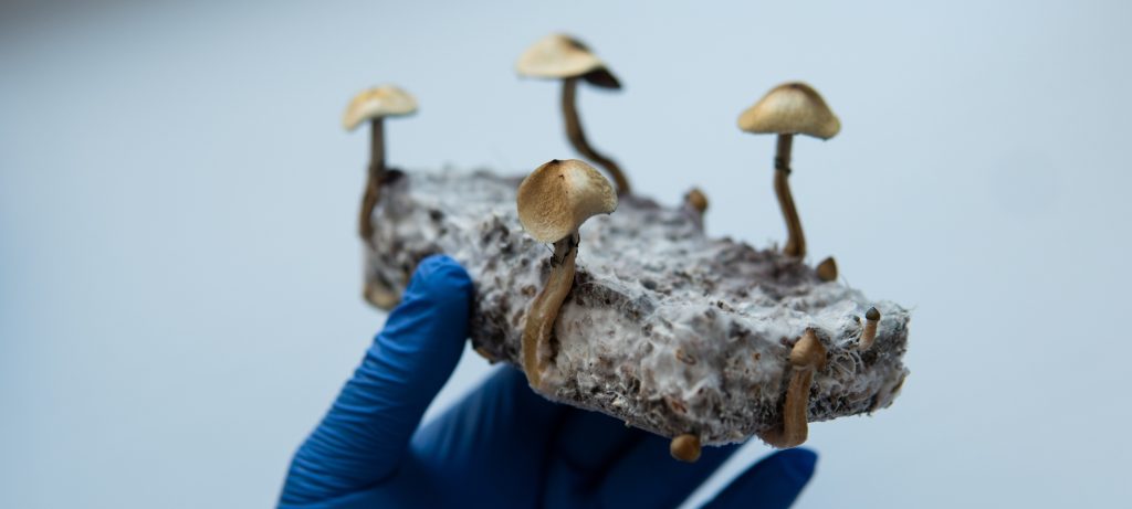 Des champignons psilocybine dans la main