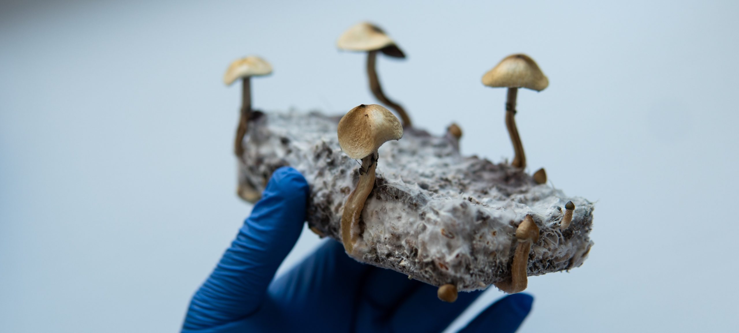 Des champignons psilocybine dans la main