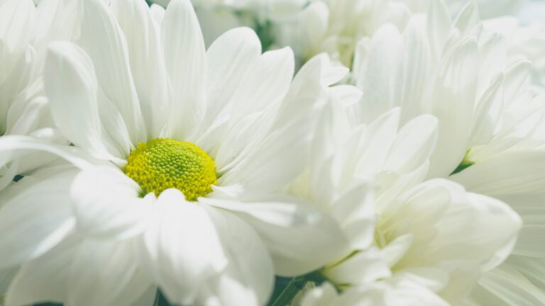 Assurance obsèques : capital ou prestations, ce qu’il faut vérifier Chrysanthèmes blancs en gros plan
